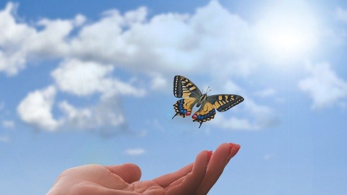 Schmetterling Arten von Spiritualitaet hand