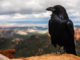 rabe-berge-crow