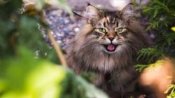 tier katze lernen siberian cat