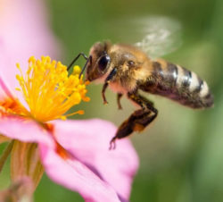 Lichtsprache siri trost Oktober Biene