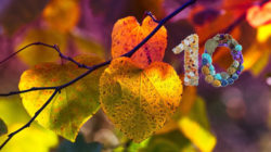 Lebensenergie und Gleichgewicht herbst blaetter autumn leaves