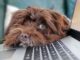 hund laptop tierkommunikation dog