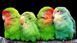 voegel parrots