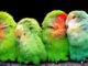 voegel parrots