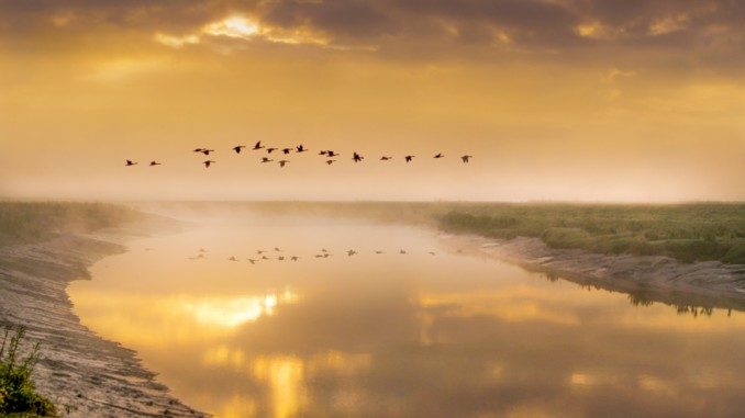 Lisa Kirsche Fluss des Lebens Loslassen birds-in-flight