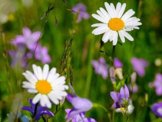 wiese gaensebluemchen flower meadow