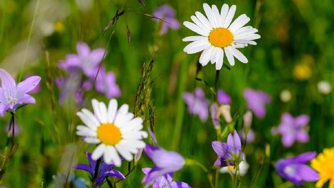 wiese gaensebluemchen flower meadow