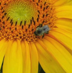 Siri-Trost-Biene-auf-Sonnenblume