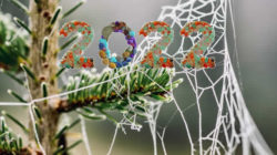  Folge deiner Bestimmung winter spinnwebe frost cobweb