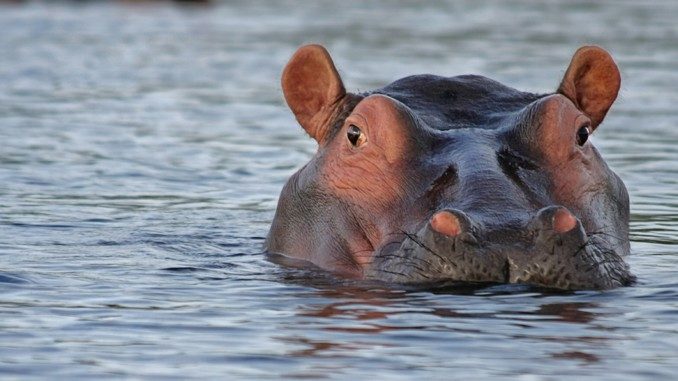 Aufmerksamkeit hippo