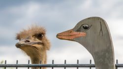 Vergleich als und wie Gleichheit Ungleichheit ostrich