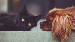Fortbildung Tierkommunikation hund katze dog