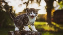  Tierkommunikation katzen baby cat