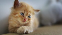 3 Wege Dein Tier sanft wahrzunehmen  katze traurig cat