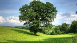 baum natur tree