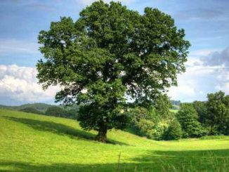 baum natur tree