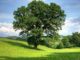 baum natur tree