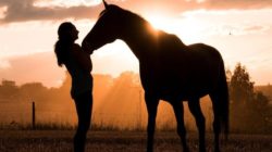 Tiere mittels Tierkommunikation besser helfen frau pferd horse