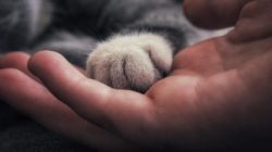 Wie Dein Tier Dich ins Herz führt pfote hand cat