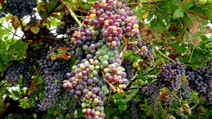 Fülle grapes