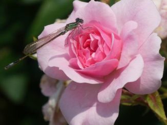 libelle rose