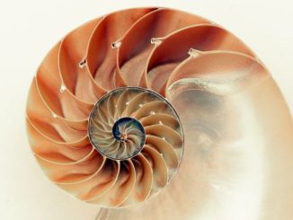 spirale schnecke nautilus