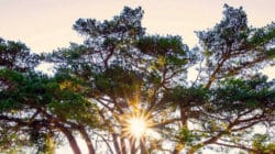 hageneder Pinus sylvestris Photodigitaa nl exc sh2134392047