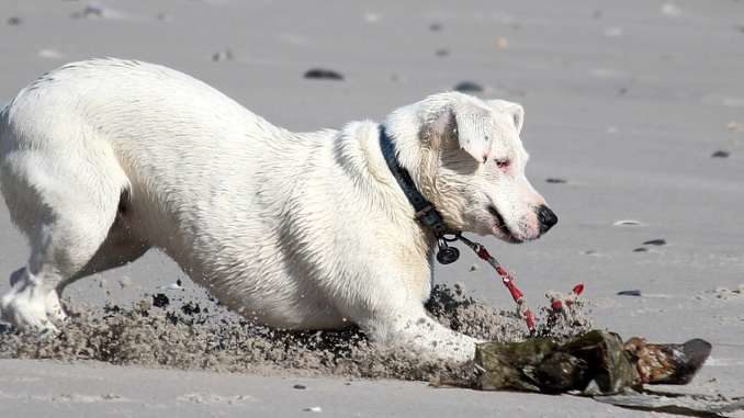 hund sand stock dog