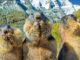 murmeltiere berge marmots