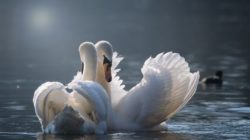 schwaene see swan