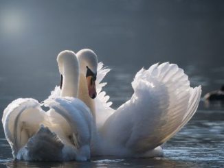 schwaene see swan