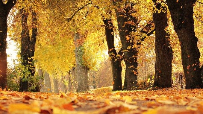 Loslassen Herbst Blätter trees