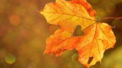 herbst blatt herz heart