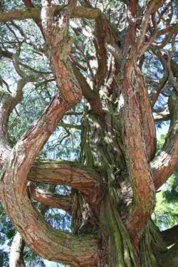 Kaufe Weihrauch ohne böse Überraschungen weihrauchbaum tree