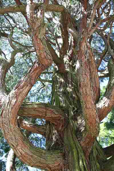 weihrauchbaum tree