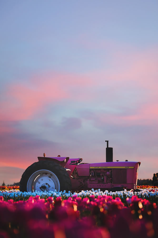traktor tulpen feld