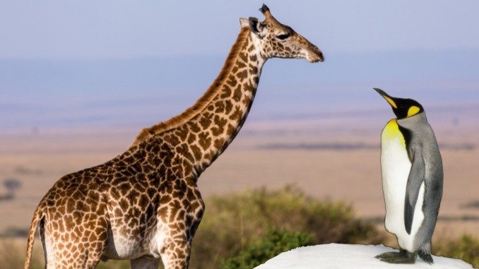 andere bewerten andere beurteilen giraffe
