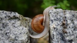 freier Wille snail