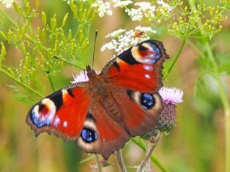 Schmetterling Transformation peacock-butterfly
