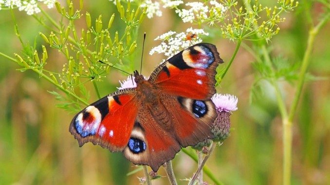 Schmetterling Transformation peacock-butterfly