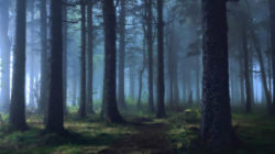 Ragnarök Das Ende der Welt düsterer mystischer Wald
