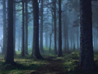 düsterer mystischer Wald
