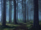 düsterer mystischer Wald