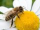 daseinsberechtigung biene blüte blume canva
