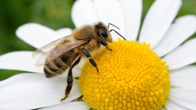daseinsberechtigung biene blüte blume canva