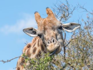 sichtbarkeit giraffe canva