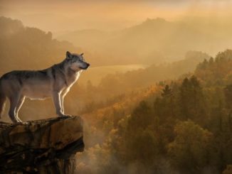 Wolf der auf einem Bergplateau steht und ins Tal blickt