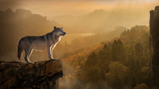 Wolf der auf einem Bergplateau steht und ins Tal blickt