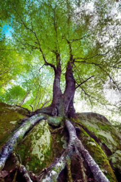 Baum Wurzeln Mutter Erde