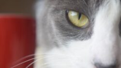 Erkenne Seelenbotschaften von deinem Tier  katze gesicht